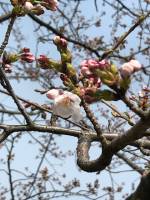 さくら　サクラ　桜