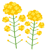 桜は散ってしまったけど・・・